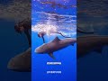 鲨鱼:你好 我吃一口 #动物科普 #鲨鱼 #海洋生物