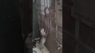 Cat versus Gecko ? 😳 Wait.. this cat has no tail ?