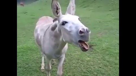 El burro más chistoso del mundo