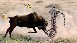 Brave Wildebeests Knock Down Herd Cheetah By Their Horns To Run Away | WILDEBEEST VS LION, CHEETAH