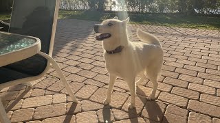Nova the Husky learns how to play fetch by gardea23 4,345 views 1 year ago 2 minutes, 3 seconds