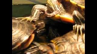 Turtles.AVI