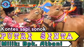 KONTES SAPI SONOK PUTRI SINTA MILIK BPK ATBANI