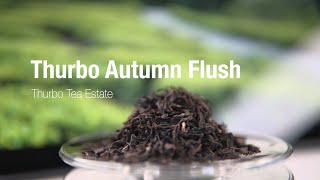 Thurbo Autumn Flush, Thurbo Tea Estate, Darjeeling Single Thurbo Autumn Flush, Thurbo Tea Estate, Darjeeling Single