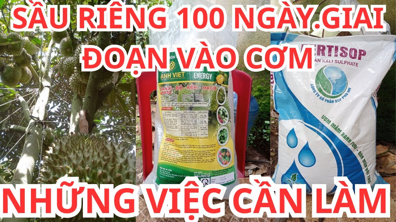 NHỮNG VIÊC CẦN LÀM SẦU RIÊNG TRÁI 100 NGÀY,GIAI ĐOẠN VÀO CƠM.@DŨNG  NHI VIDEO