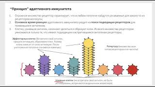 Врожденный vs адаптивный иммунитет, иммунный репертуар