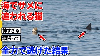 【2ch動物スレ】海でサメに追いかけられる猫→まさかの展開すぎた