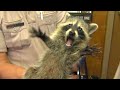 Funniest Raccoons Video Compilation 2021 [CUTE RACCOON]