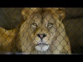 HUGE Male Lion Shocks Audience with Display - Oregon Zoo