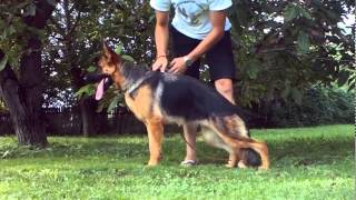 Nesta Noster Amicus-14 month's old (out of coat) HD