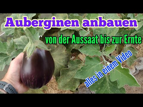 Video: Growing Indoor Auberginen – Können Sie eine Aubergine als Zimmerpflanze h alten?