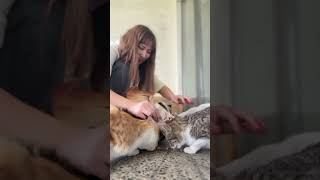 Mycat Original Nilsu Berem I Şbirliği