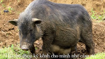 Lợn Cắp Nách I Tìm hiểu về lợn cắp nách-Một Thoáng Bản Hmông Biên Giới-sapa