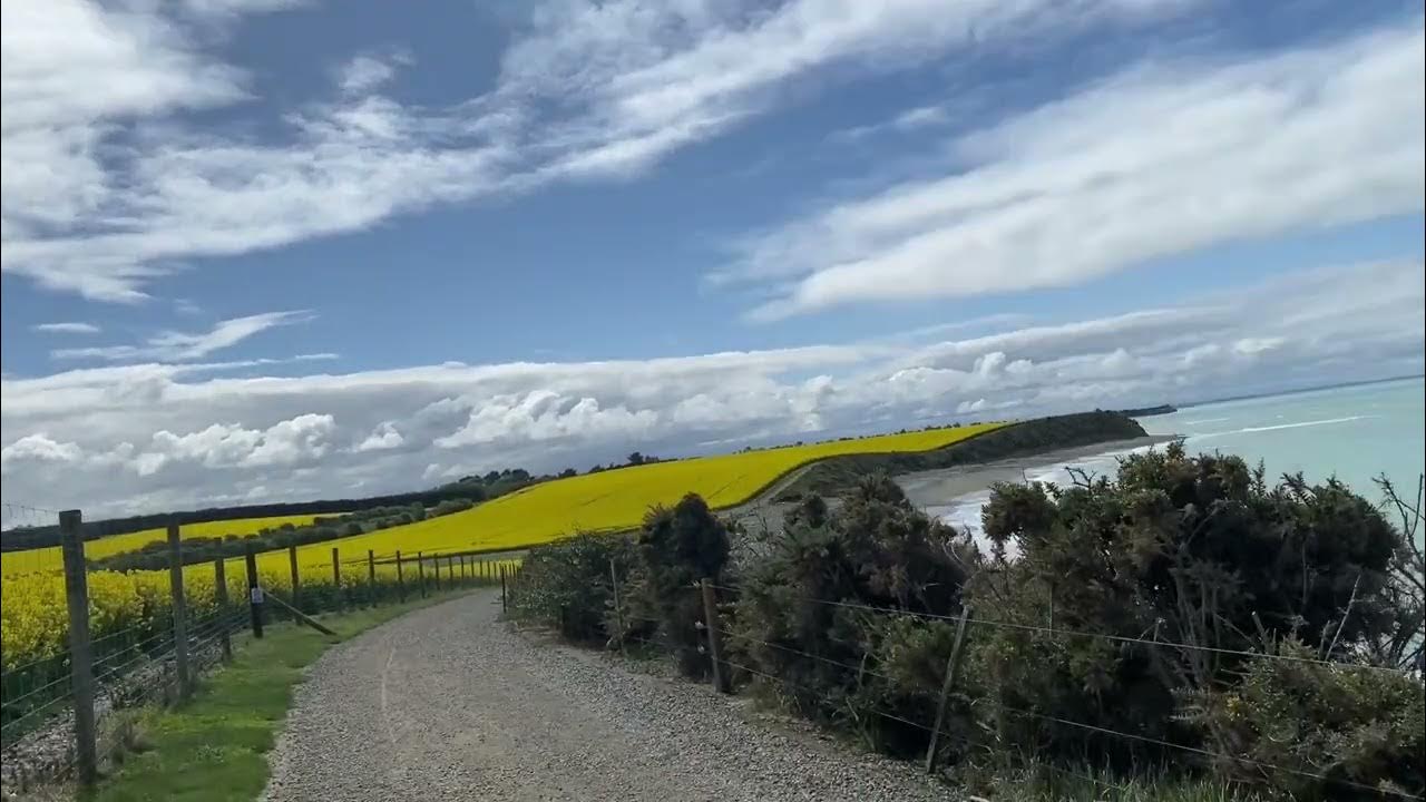 Beauty of Canola field at Tuhawaiki Point (Jack's) Lighthouse, New