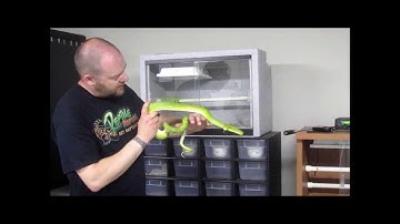 More Green Tree Pythons! 2010 female from Reptile Rapture!