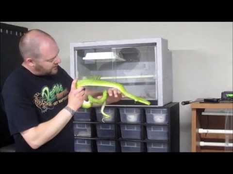 More Green Tree Pythons! 2010 female from Reptile Rapture!