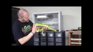 More Green Tree Pythons! 2010 female from Reptile Rapture!