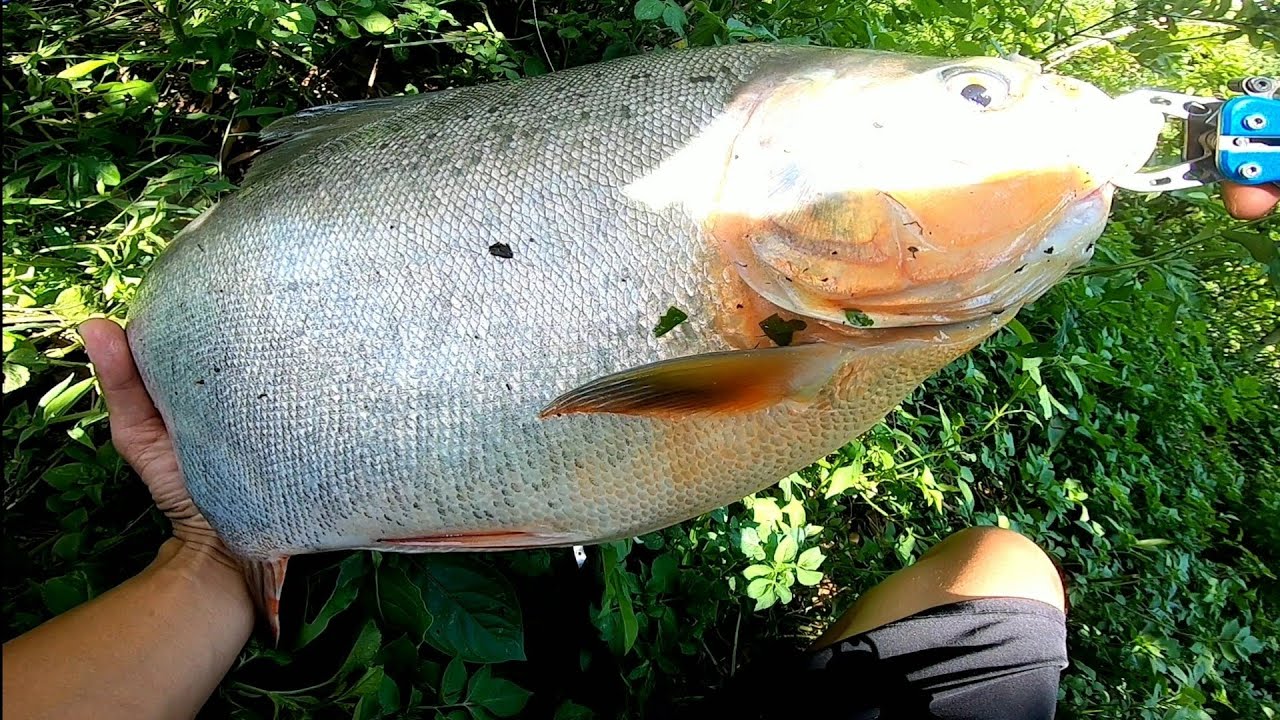 Thóc TV - Cá Giả và Cá Thật.