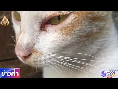 วีดีโอ: แมวมีความจำดีหรือไม่?