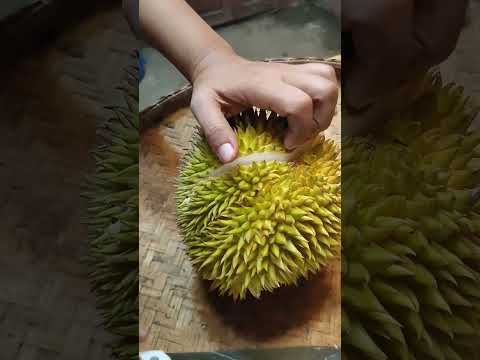 BEFORE YOU OPEN DURIAN FRUIT WATCH THIS HOW TO OPEN DURIAN FRUIT @jameslatip