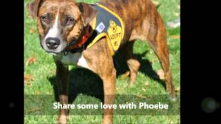 Oct  19 2014 Phoebe Needs A Home at  FOLAS