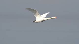 Swan in flight 120fps Slow Motion Sony A6400