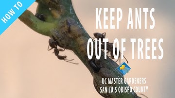 How to Keep Ants Out of Trees