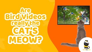 Why Bird Videos for Cats May Not Be the Cat's Meow by birdsbesafe 248 views 2 months ago 47 seconds