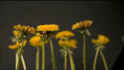 #سورة_البقرة_الشيخ_عبد_الله عواد الجهني حفص عن عاصم