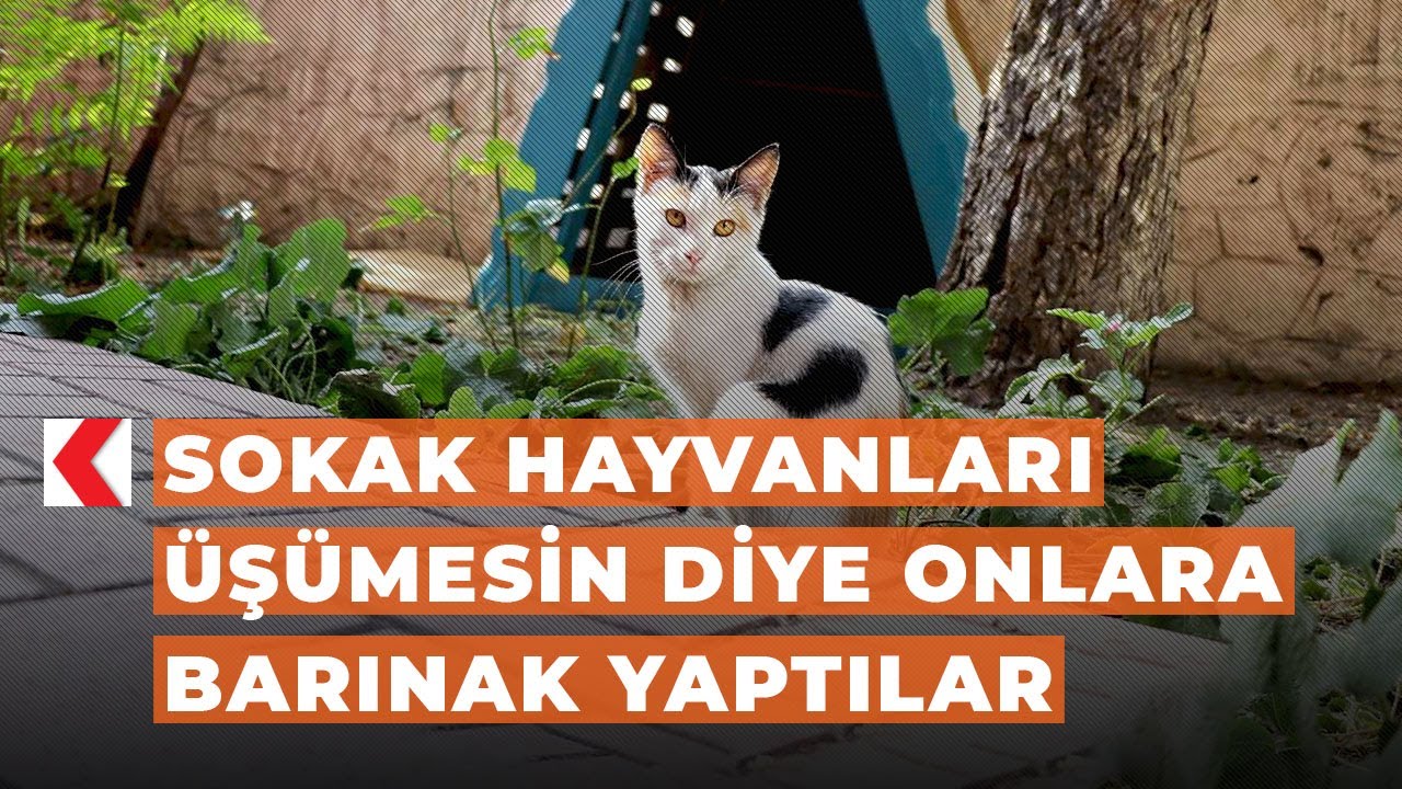 Sokak Hayvanlari Usumesin Diye Onlara Barinak Yaptilar