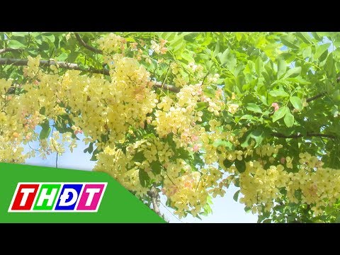 Video Lạ kỳ? Loài hoa Muồng cầu vồng Hawaii nở kéo dài hơn... - youtube