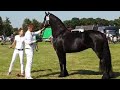 Uniek and Reintje at the Inspection. Friesian horses at Blauwhuis.