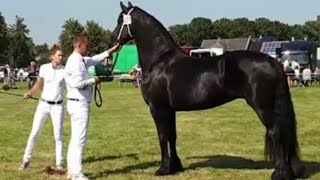 Uniek and Reintje at the Inspection. Friesian horses at Blauwhuis.