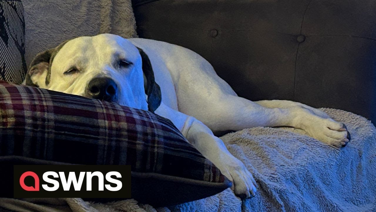 Miracle dog left paralysed after being hit by lorry astounds vets to ...