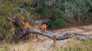 Nkuhuma Lion Pride with cubs | Sabi Sands | 31 May 2026