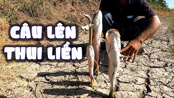 CÂU CÁ LÓC NƯỚNG RƠM #thuytrieuxoay50 #phungvlog