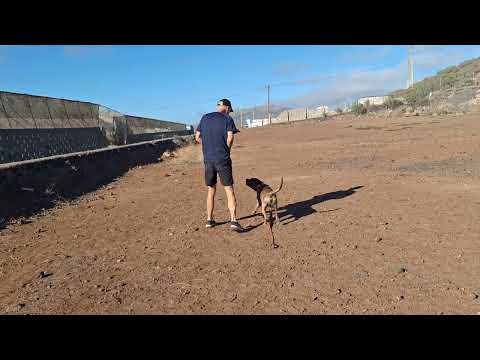 Mesi video