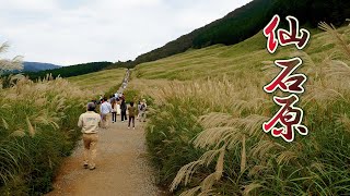 HAKONE【Autumn colors】Sengokuhara Susuki (Pampas Grass) Fields.#4K #仙石原 #ススキ