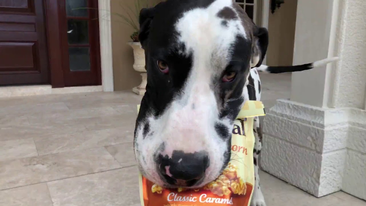 videos for cats Great Dane can't wait to help with the groceries