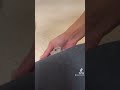ハムスターの可愛いさが分かる動画#ハムスター#hamster #可愛くてごめん #ハムスターのいる生活 #ハムスターのいる暮らし #ハムスター大好き #animal