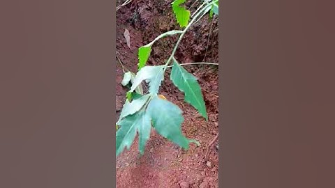 nature: neem plant🪴 Neem leaves is used to heal wounds.Neem is a rich source of Vitamin E .🙂