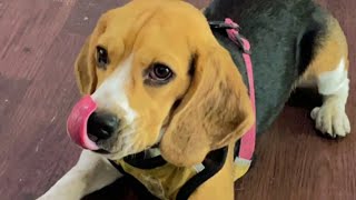 Beagle always wants to Play | Not tired 🥵 by Moon the beagle 458 views 7 months ago 4 minutes, 9 seconds