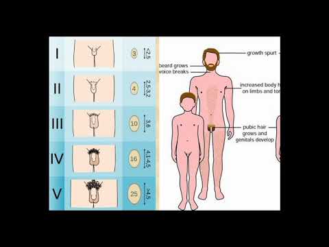 Videó: Endometrium Csík: átlagos Méret, Vastagodás Tünetei és így Tovább