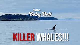 Killer Whales! Cruising the San Juan Islands.