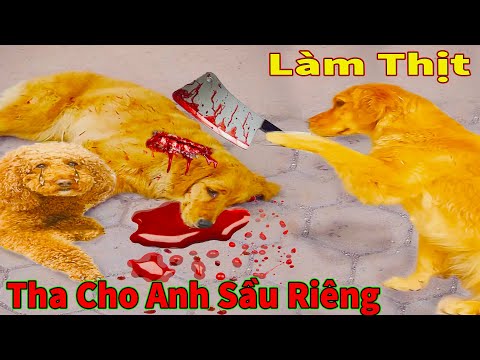 Thú Cưng TV | Cô cô và Sầu riêng #13 | Chó Golden Gâu Đần thông minh vui nhộn | Pets smart dog