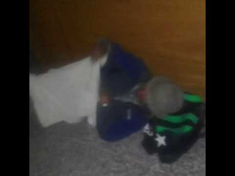 Referentes de distintas comunidades tomaron las oficinas del IPPIS