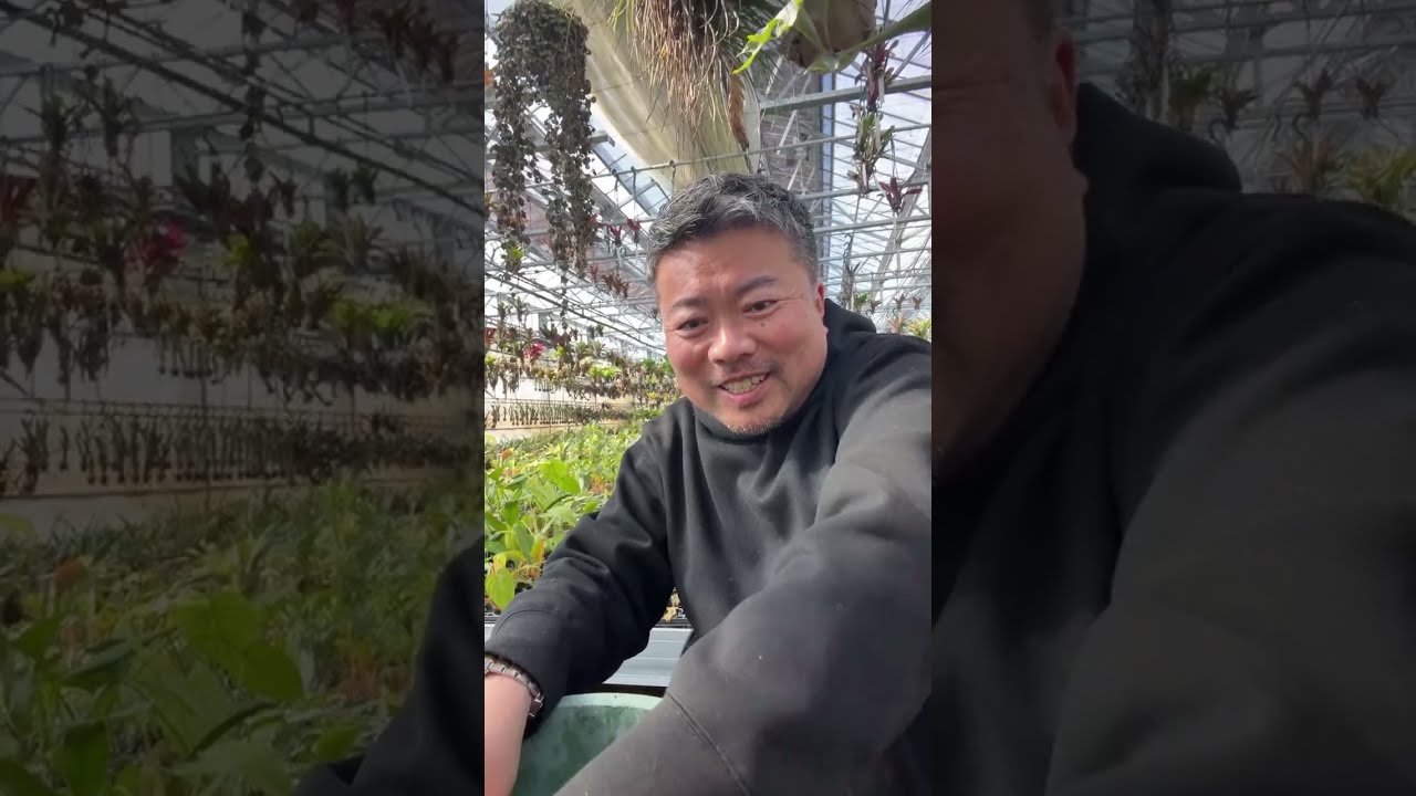 リュウビンタイの植え替え