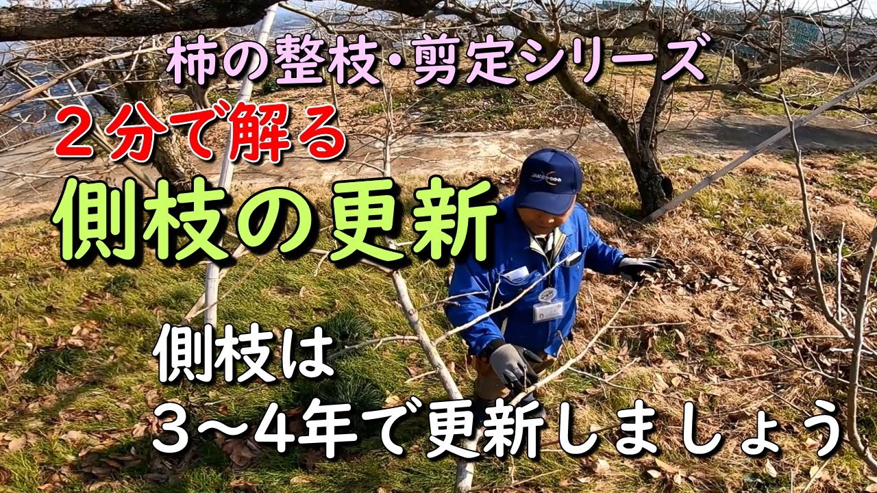 平核無柿 側枝の更新編 2分で解る整枝 剪定シリーズ Youtube 平核無柿 側枝の更新編 2分で解る整枝 剪定シリーズ Youtube