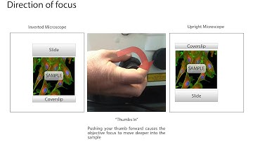 ZEN Blue - Tutorial 2 - Z stack acquisition