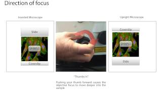ZEN Blue - Tutorial 2 - Z stack acquisition Wealth